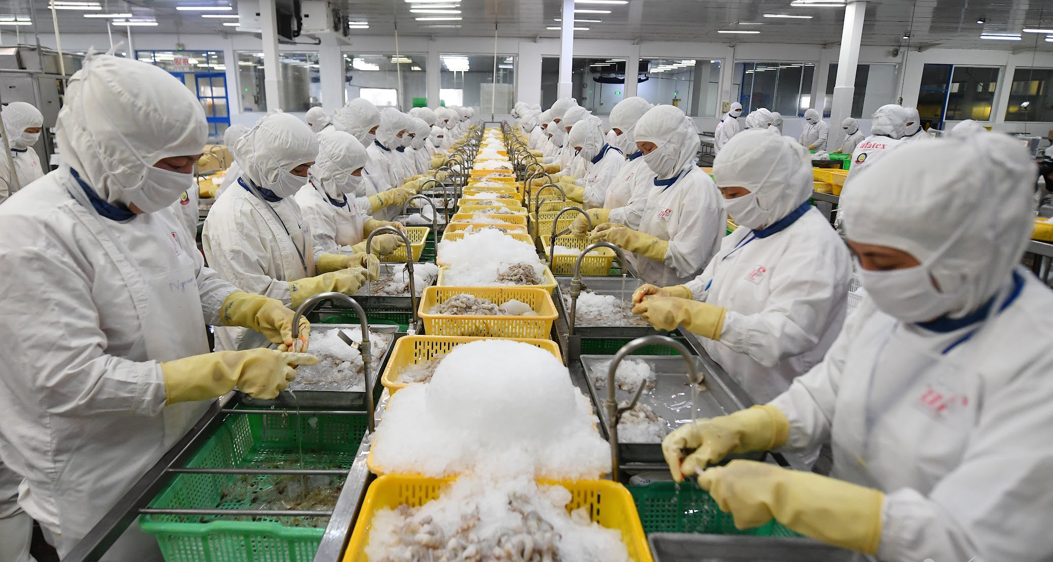 エビと魚の輸出が加速、10億ドル規模の「黄金期」を迎える