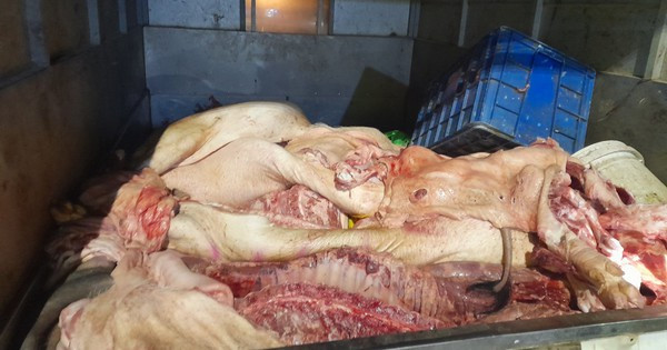 Thu giữ hơn 1,3 tấn thịt lợn bốc mùi, có dấu hiệu phân hủy