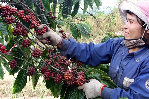 VN coffee exports gradually conquer US$4 billion mark