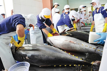 Cá ngừ Việt Nam rộng cửa sang Anh nhờ UKVFTA