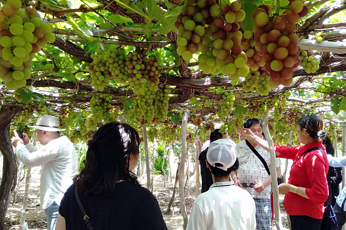 dulich ninhthuan 1.jpg