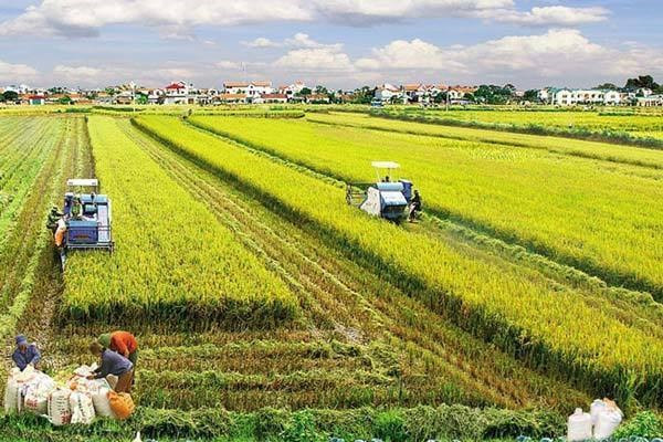 Mekong Delta rolls out red carpet for investment in agriculture hinh anh 1