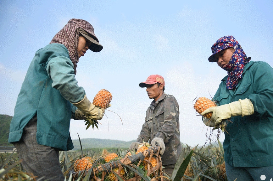 Rau quả thu về 4,91 tỷ USD, xuất siêu ngành nông nghiệp tăng mạnh