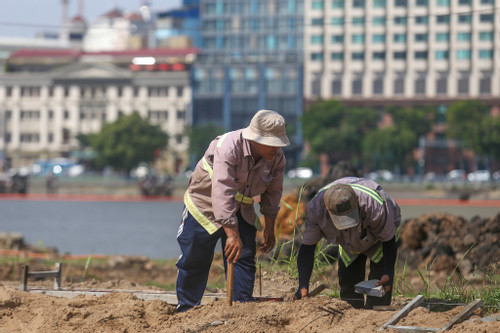 Bờ sông Sài Gòn phía Thủ Thiêm sắp có cánh đồng hoa hướng dương rực rỡ