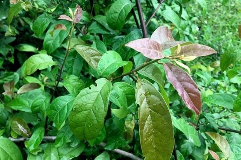 Loại cây dễ trồng, mọc nhiều ở Việt Nam chứa hợp chất ngừa ung thư