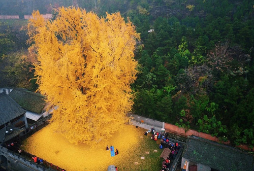 2 cây bạch quả nổi tiếng Trung Quốc chuyển màu vàng rực, đẹp như cảnh siêu thực