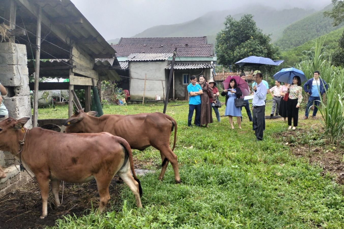 Phát triển đàn bò thịt năng suất cao tạo sinh kế cho vùng đồng bào DTTS và NM