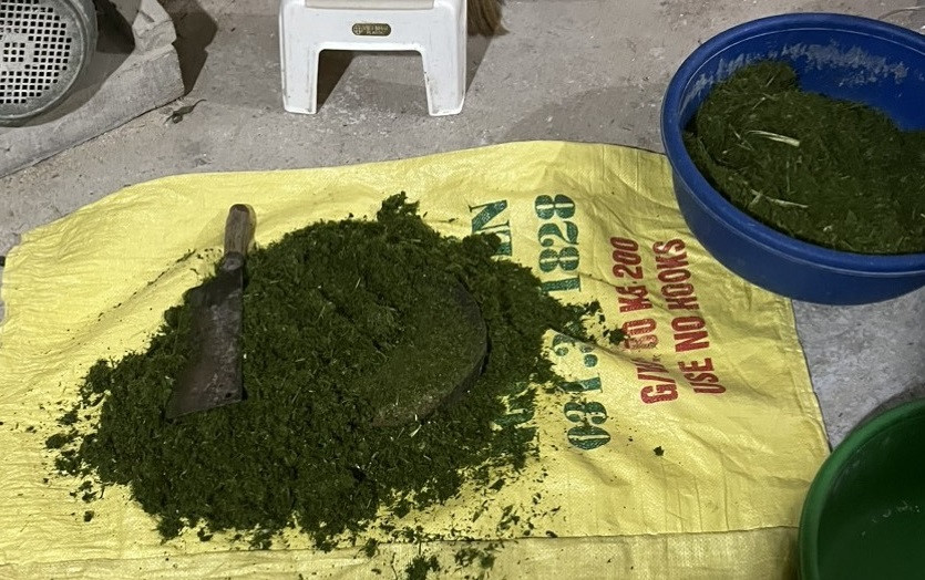 Lá dứa được cơ sở nghiền nhỏ, chuẩn bị nhuộm gạo séng cù