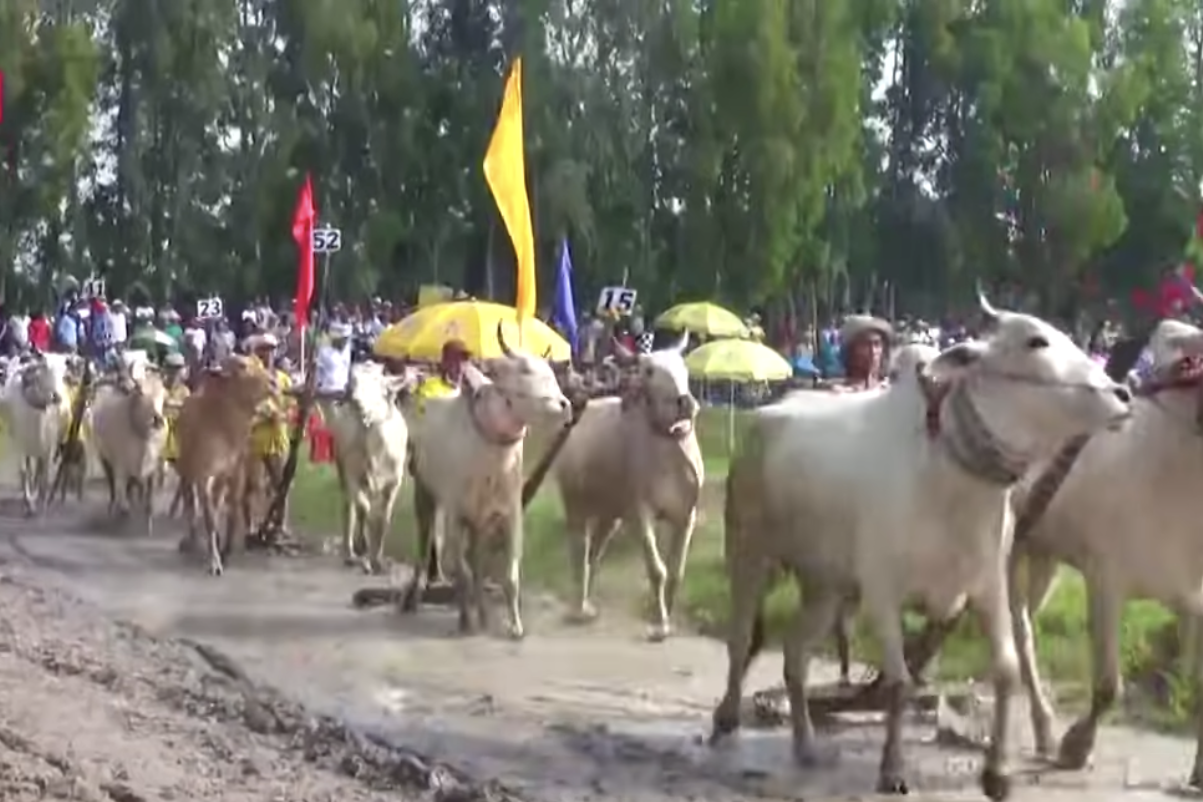 Đua bò- nét đẹp văn hóa truyền thống đậm chất nhân văn của đồng bào Khmer