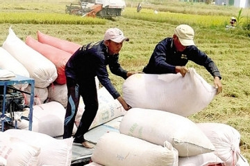 Gom mua gạo Việt, một nước thành khách lớn thứ 2 của VN, vượt qua Trung Quốc