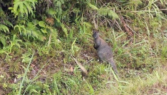 Wallabies brought in Vietnam by smugglers: Forest Ranger agency