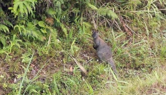 Some people in Duc Long Commune in Thach An District accidentally discover wallabies ảnh 1