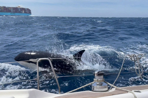 Đàn cá voi sát thủ tấn công 45 phút, đâm chìm du thuyền trên eo biển hẹp