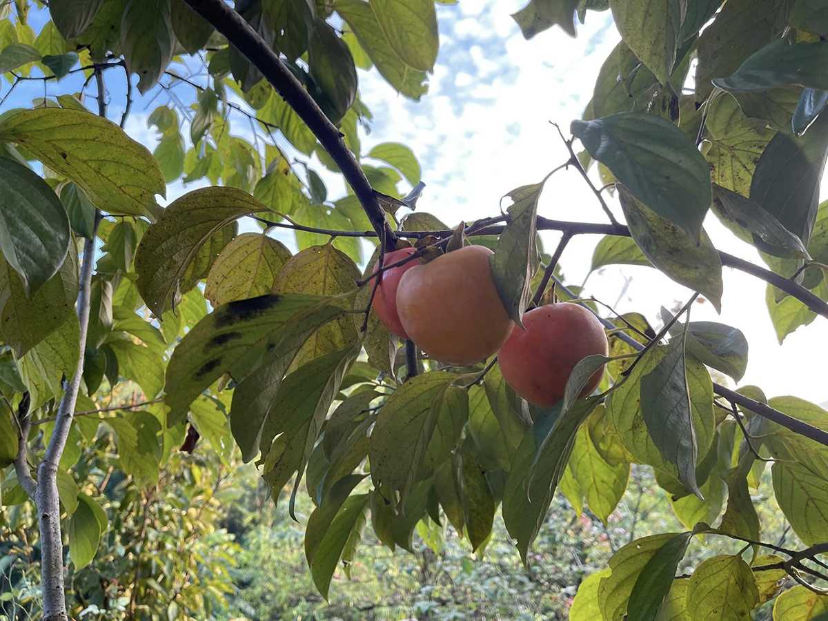 Việt Hoàn trồng rau, nuôi gà ở trang trại 12.000 m2 - Ảnh 4.