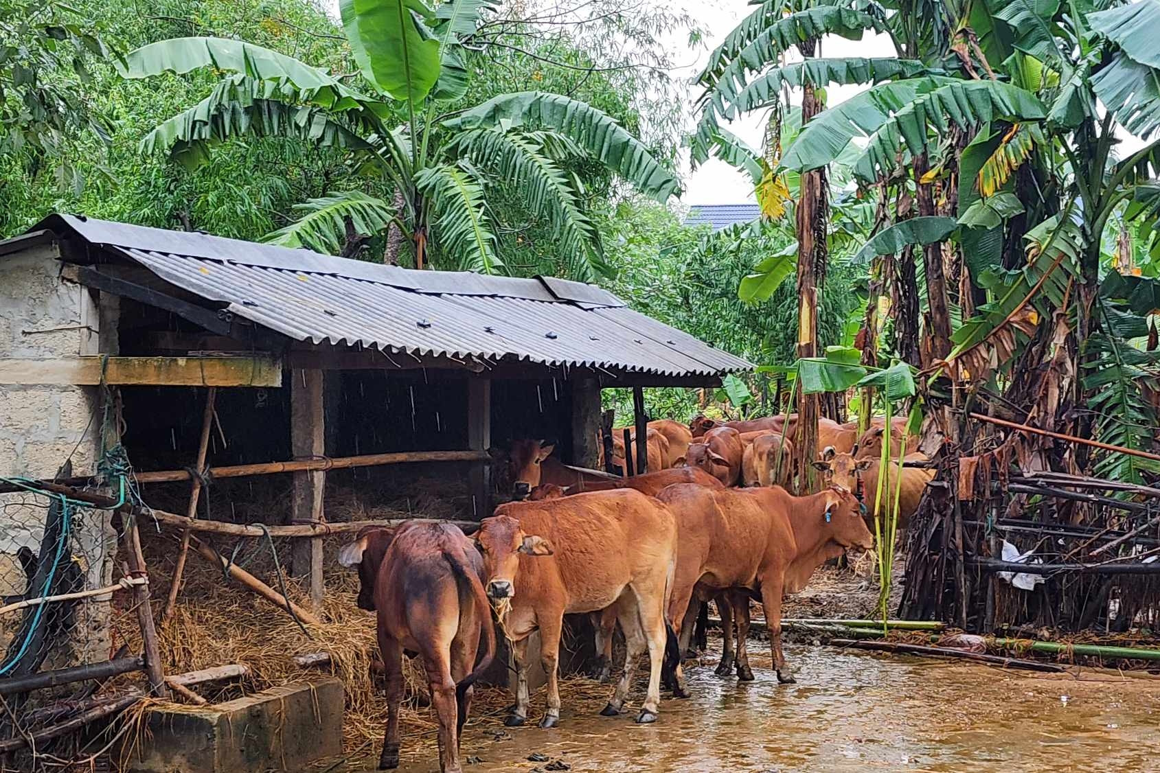 Nước lũ dâng bất thường cuốn trôi 56 con bò của hộ dân ở Quảng Trị