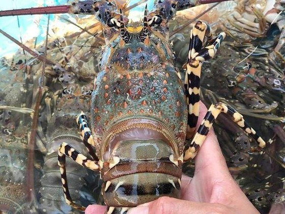 Lobster prices have dropped drastically as traders cease purchases. ảnh 1