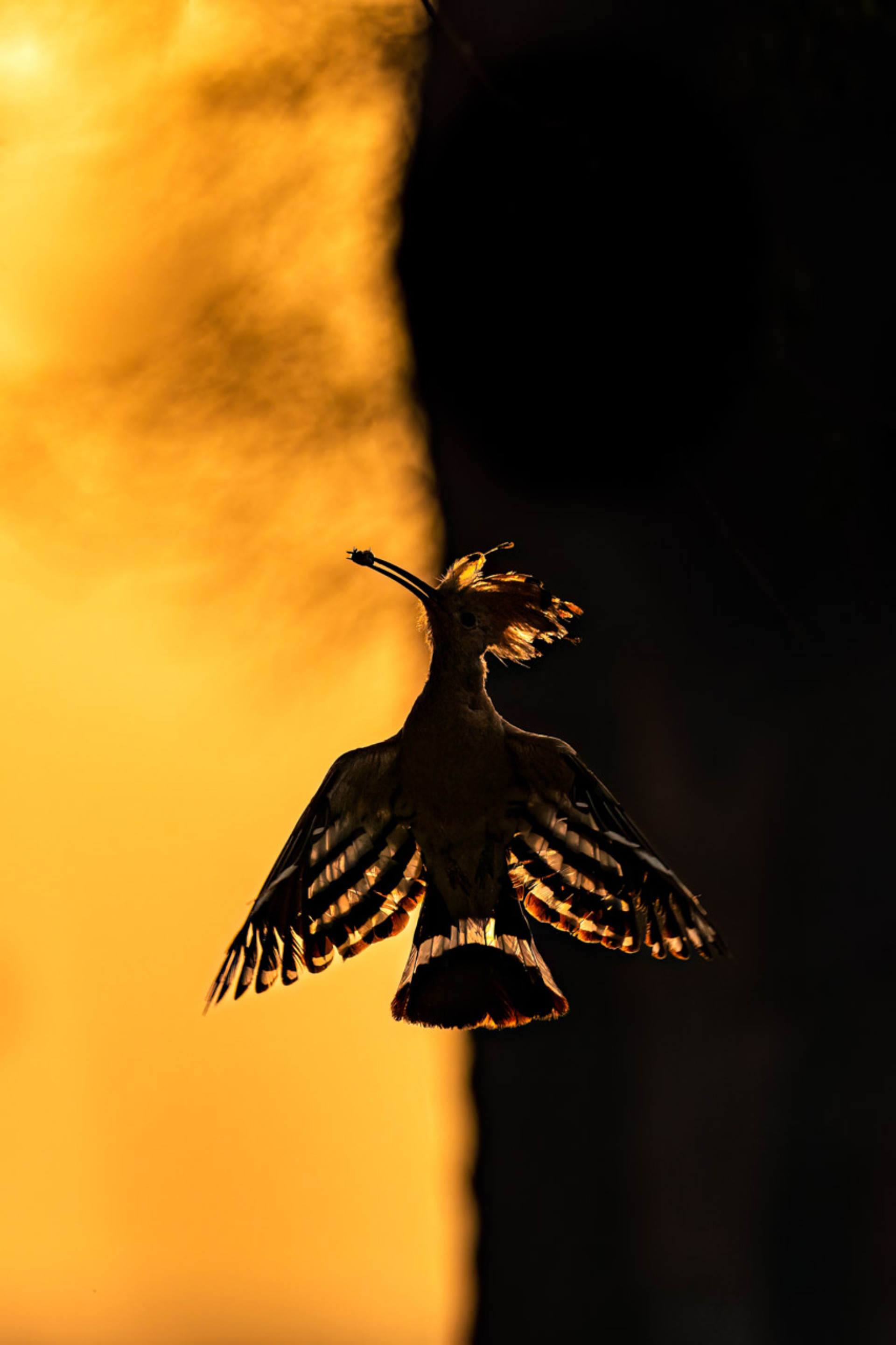 npoty-photo-contest-2023-dawn-s-whispers-graceful-hoopoe-silhouette-at-sunrise-hermis-valiyandiyil-winner-c1-birds.jpg
