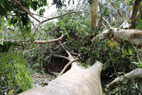 Trú mưa trong chòi giữa rừng, 3 người bị cây đổ đè tử vong