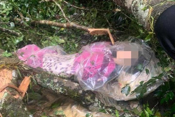 3 người bị cây đè tử vong ở Đắk Lắk đều vào rừng hái nấm