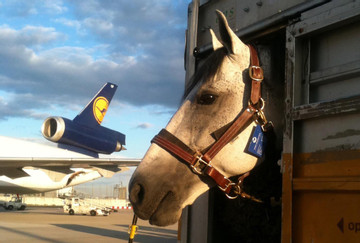 Máy bay gấp rút quay đầu vì một con ngựa 'tẩu thoát' ở độ cao hơn 9.000 mét