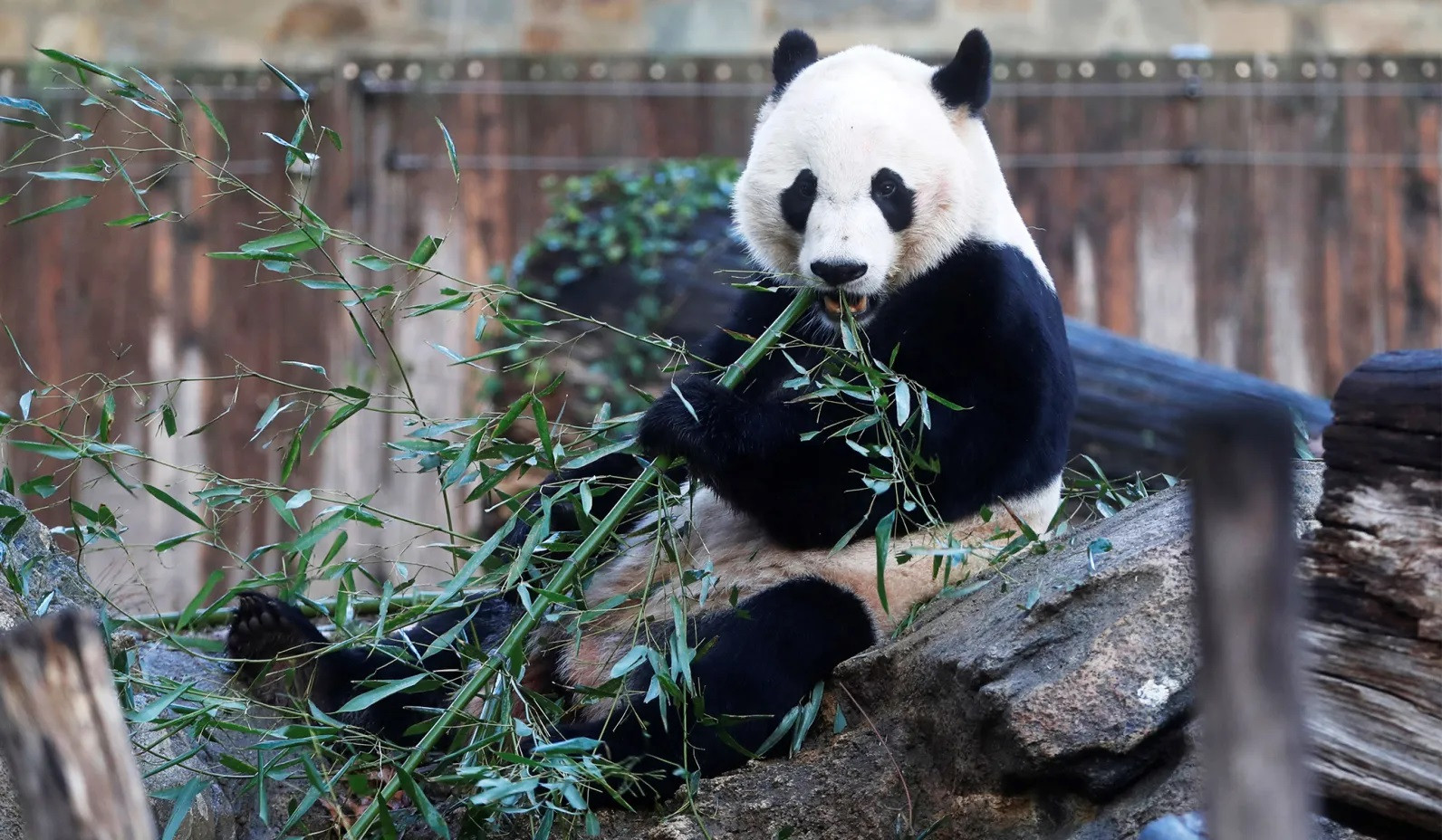 bei bei giant panda 2.jpg