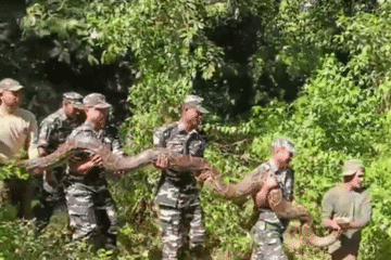 Hãi hùng cảnh 8 người đàn ông bắt giữ trăn khổng lồ nặng hơn 100 kg