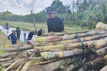 Sugar mill suspends operation, sugarcane growers worried