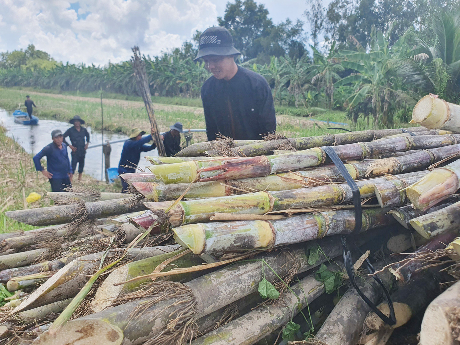 sugarcane.jpg