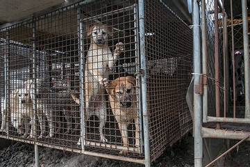 Hàn Quốc sắp cấm ăn thịt chó, mong sớm chấm dứt xung đột về thói quen ăn uống