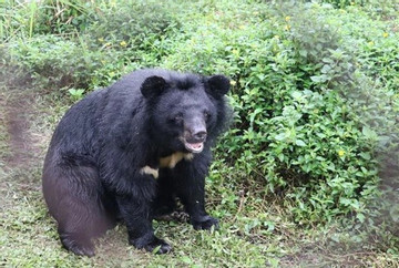 National park inaugurates bear rescue centre