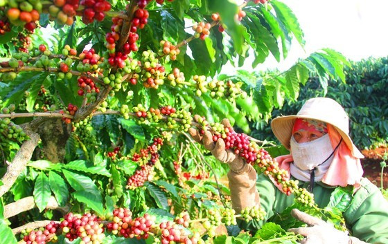 Central Highlands provinces grow coffee in sustainable way