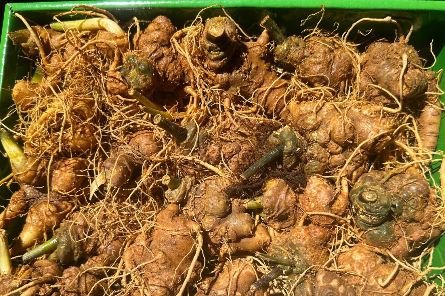 Chinese 'Ngoc Linh' ginseng poses threat to real ginseng