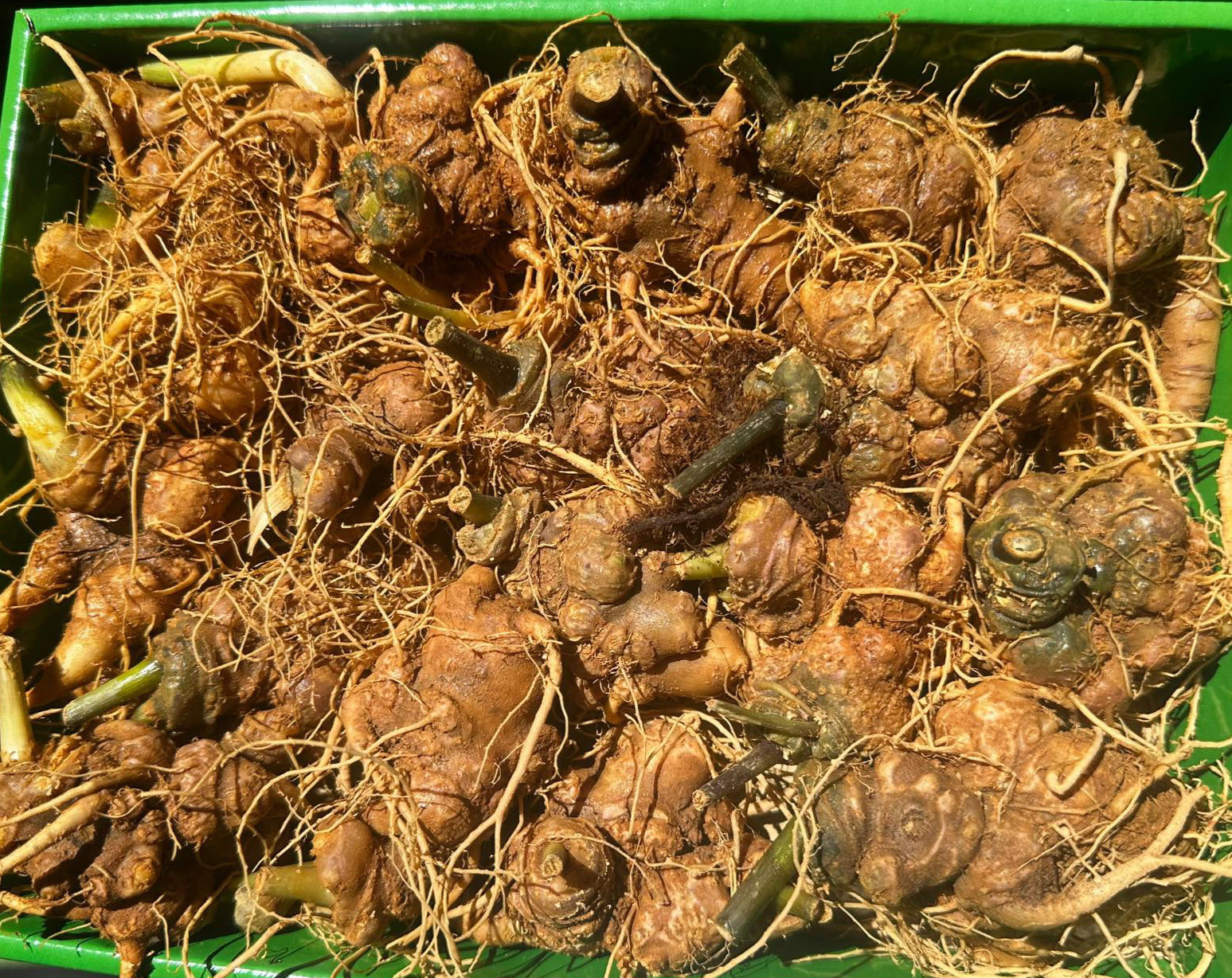 ginseng tq.jpg