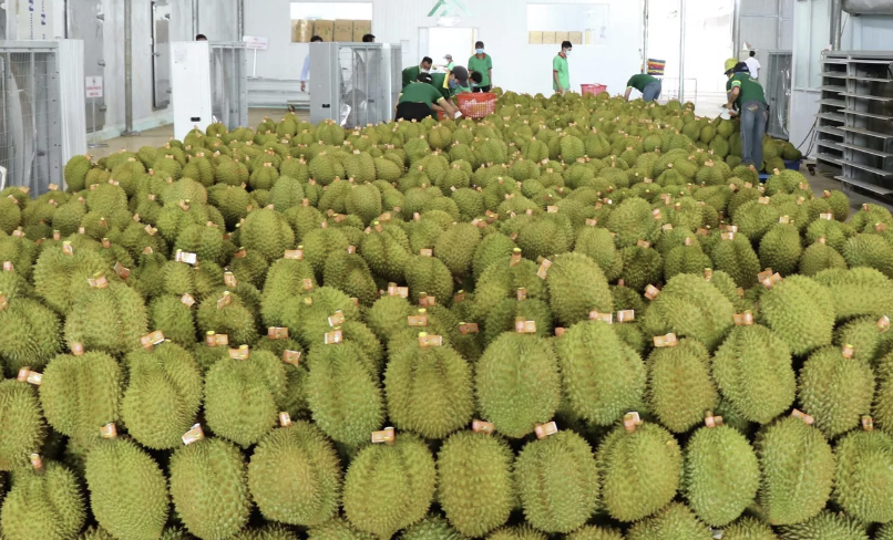 Triển vọng thuận lợi cho sầu riêng mở rộng thị phần tại Anh