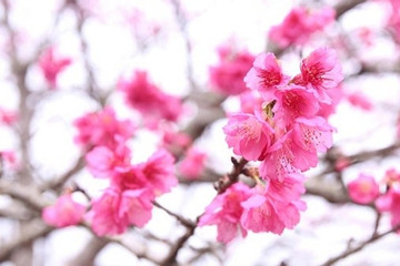 Dien Bien cherry blossom festival to mark Vietnam-Japan ties