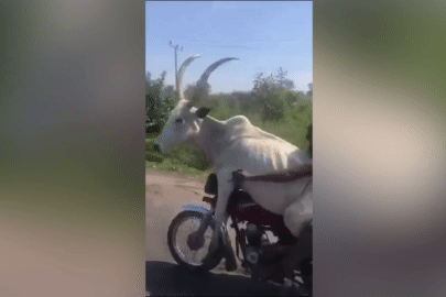 Kinh ngạc cảnh người đàn ông chở bò vi vu 'hóng gió' bằng xe máy