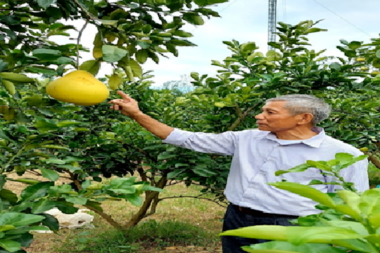 Ngồi nhà tưới 2ha bưởi, tranh thủ lên sàn thương mại tìm đầu ra cho nông sản