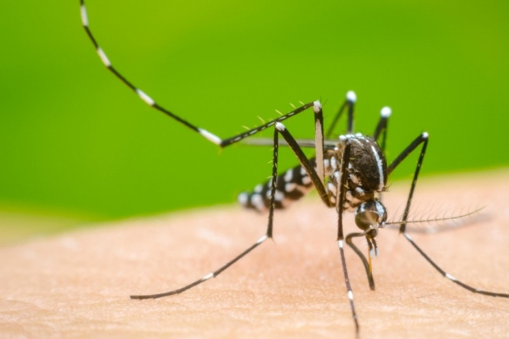 Residents in Hanoi capital infected with dengue virus type DEN-3