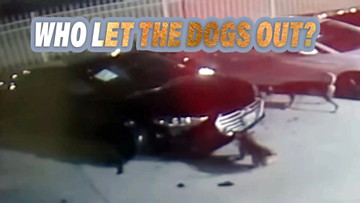 Đại lý ô tô thiệt hại hàng trăm nghìn USD vì... hai chú chó