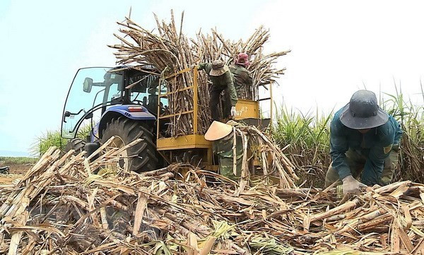 Sugar prices to surge towards the end of the year: VSSA hinh anh 1