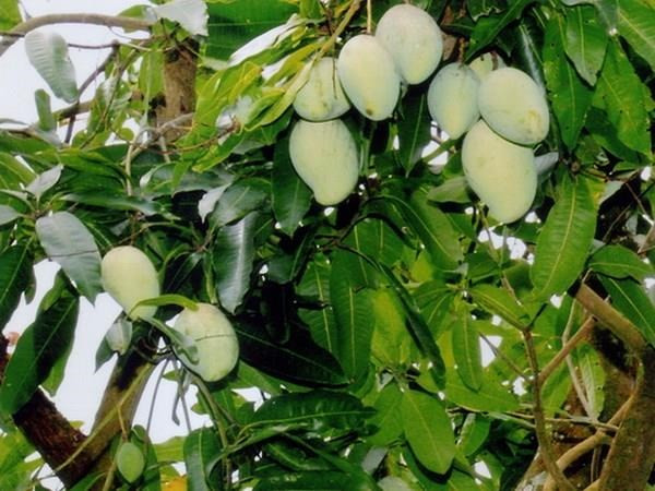 Nationwide specialties introduced at Hanoi fair hinh anh 1