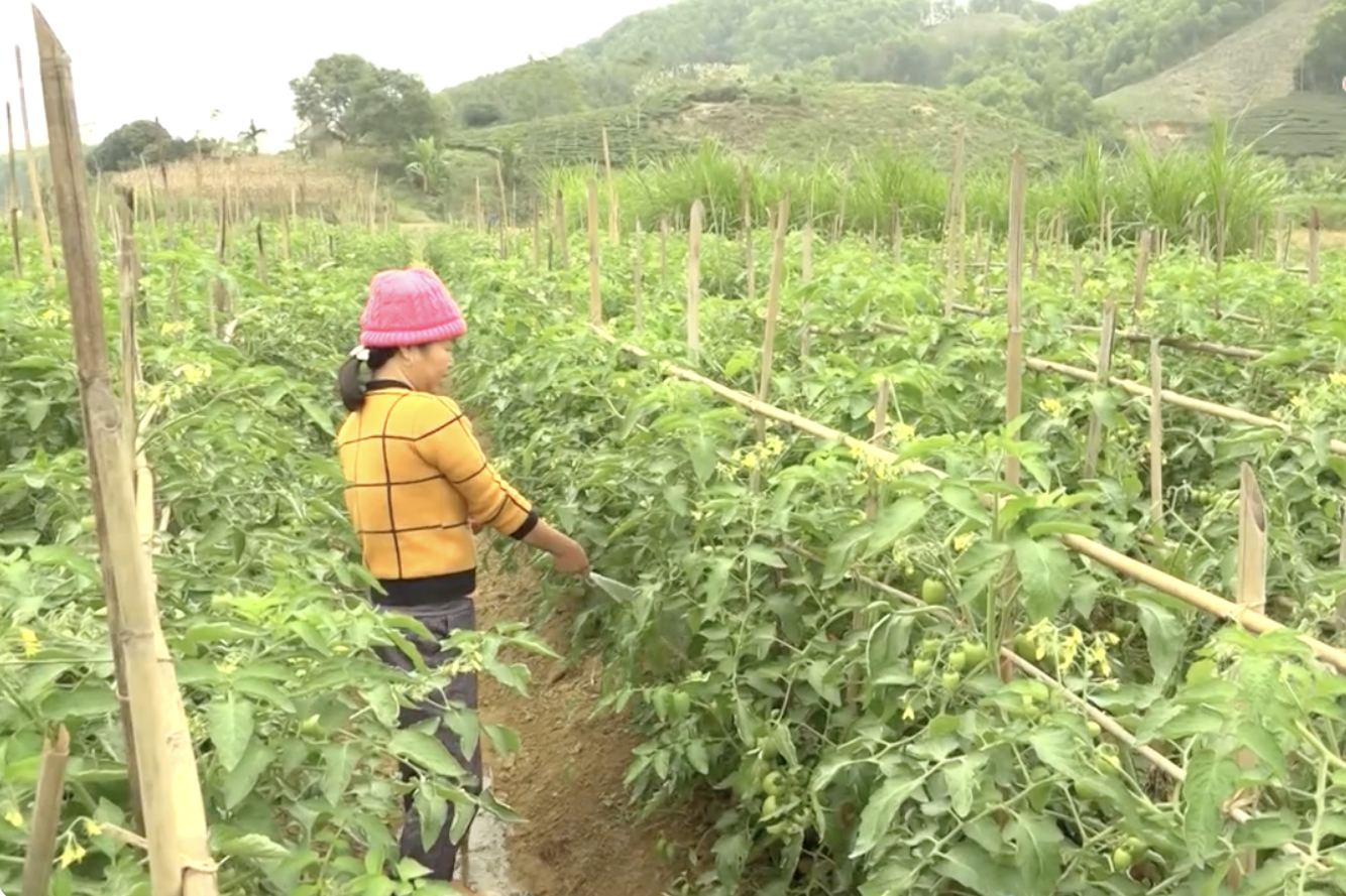 Tuyên Quang: HTX nông nghiệp góp phần to lớn thay đổi diện mạo vùng nông thôn