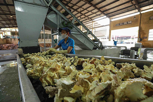 Tập đoàn Công nghiệp Cao su Việt Nam vượt khó tăng sản lượng  6%