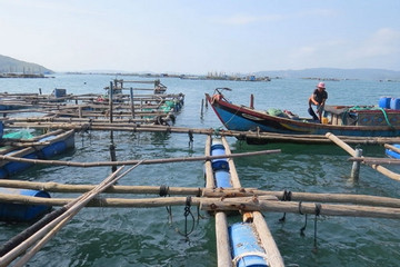 Phú Yên đẩy mạnh khai thác, nuôi trồng thuỷ sản phát triển bền vững kinh tế biển