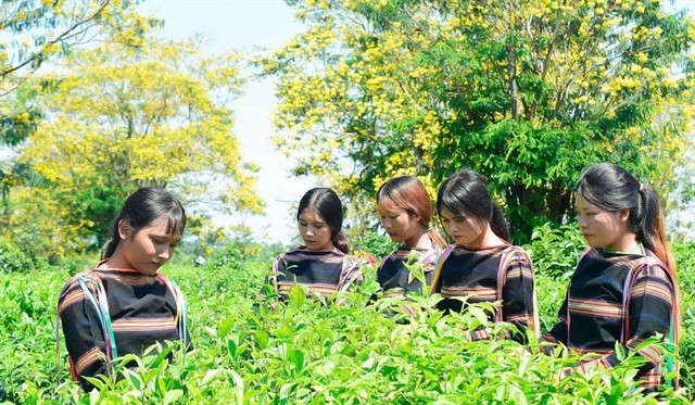 Yellow cassia blooms add colour to Central Highlands region