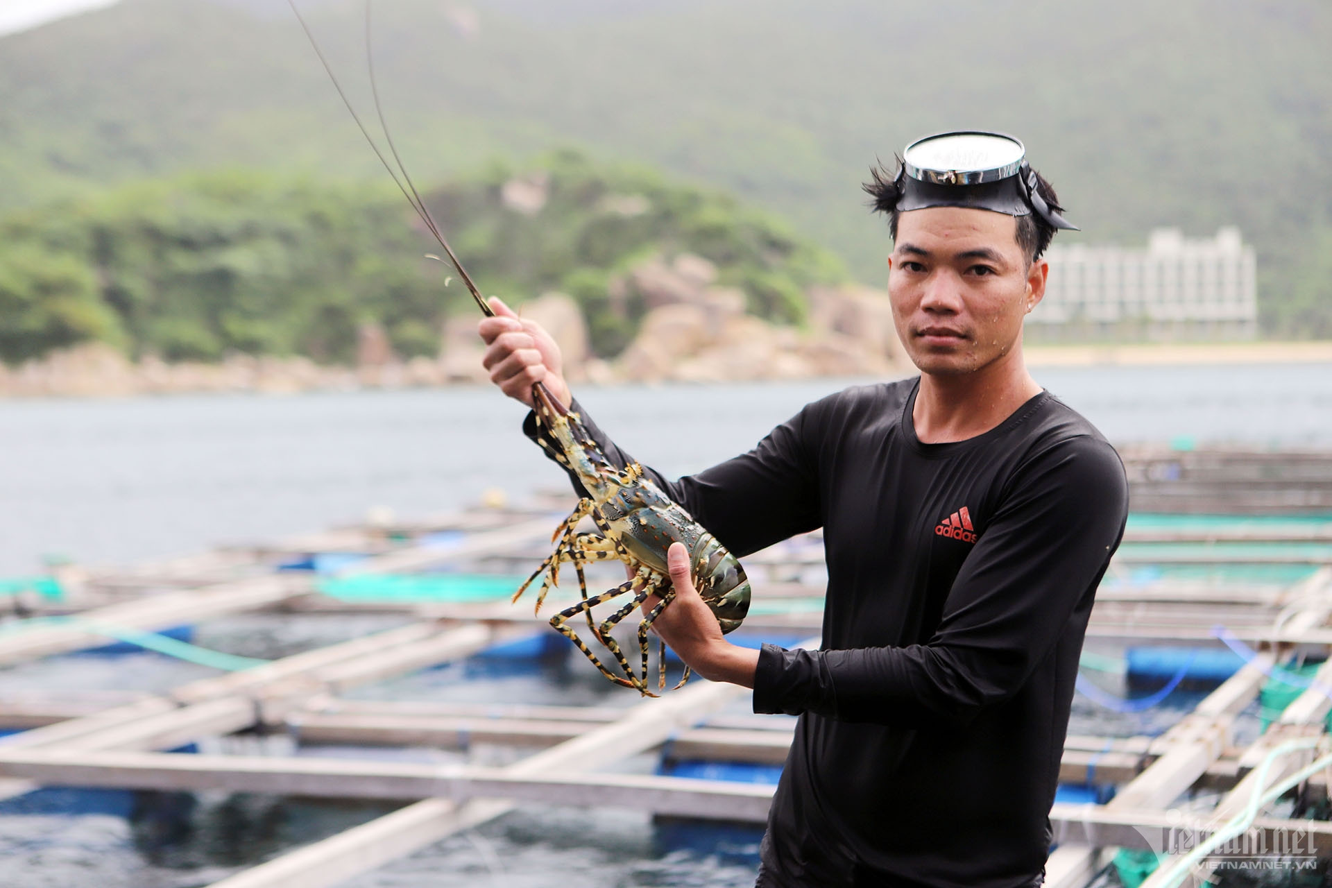 Người nuôi tôm hùm bạc tỷ trên vịnh Vân Phong điêu đứng