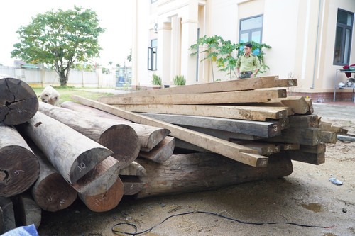 Tạm giữ gỗ lậu nằm trên đất Trưởng phòng Nội vụ ở Quảng Nam