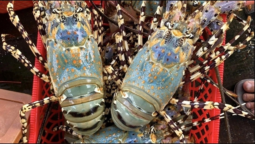 china asked to remove obstacles to vietnamese rock lobster exports picture 1