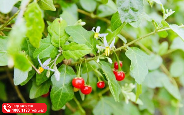 dược liệu 1.png