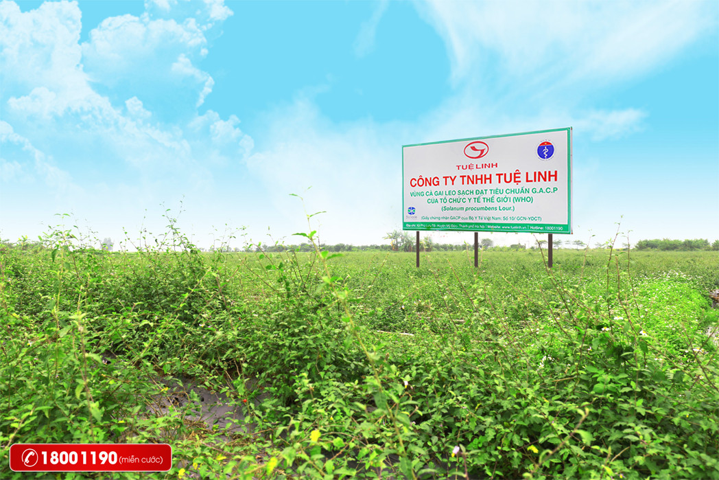 dược liệu  2.jpg